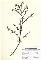 藏品(山胡椒)的圖片